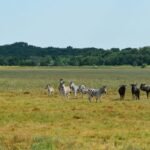 асканія нова