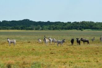 асканія нова
