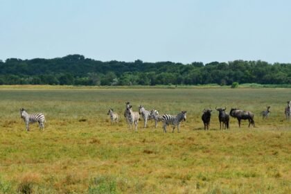 асканія нова