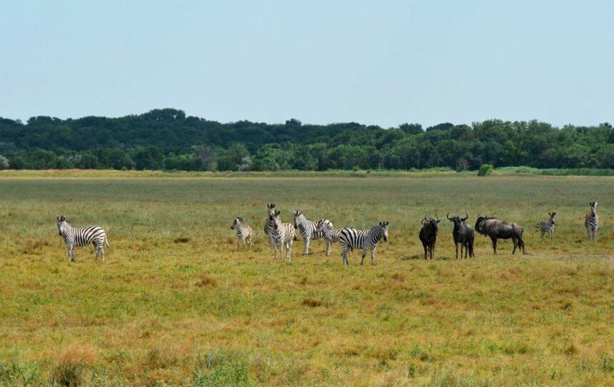 асканія нова