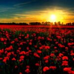 обої на робочий стіл